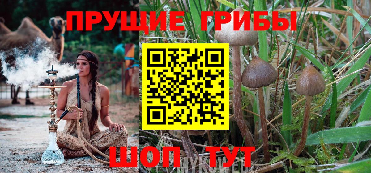 Псилоцибиновые грибы Psilocybine cubensis  Вход с VPN  Арзамас 